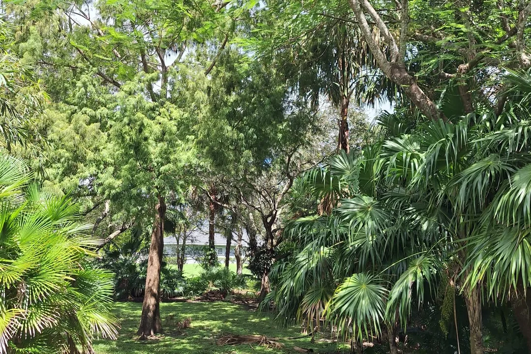 Lush, maintained shrubs and ornamental growth in a Miami-Dade yard kept tidy by Martin's Tree Solution.