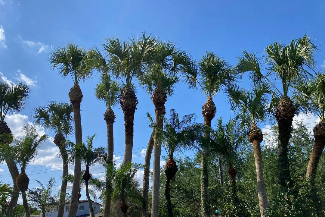 A row of Sylvester palms with clean pineapple-cut pruning by Martin's Tree Solution in Miami-Dade.