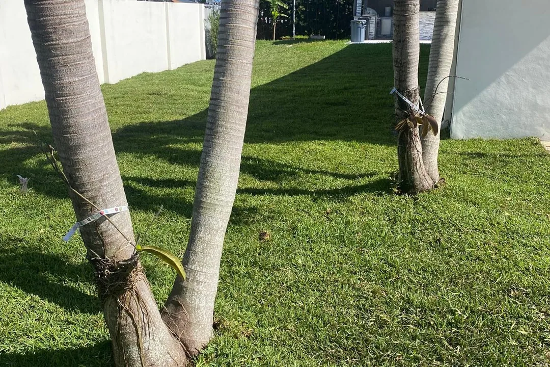 Three newly planted palms, staked and mulched, on a fresh Miami-Dade lawn by Martin's Tree Solution.