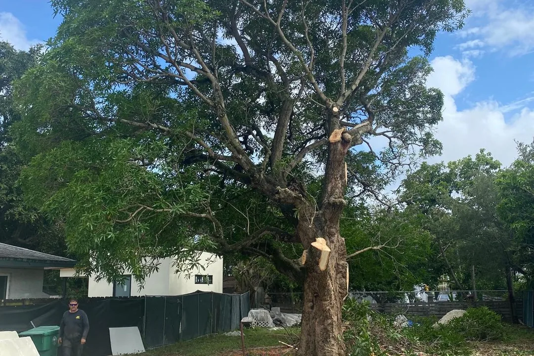 Martin's Tree Solution crew mid-removal on a large tree in Miami-Dade — fresh cut rounds on the ground.