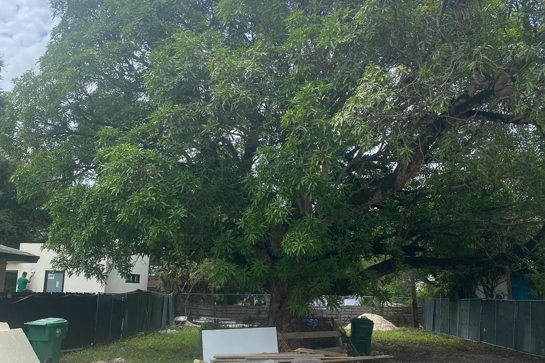 A mature Miami-Dade canopy of the kind Martin's Tree Solution shapes and thins for health and storm resilience.