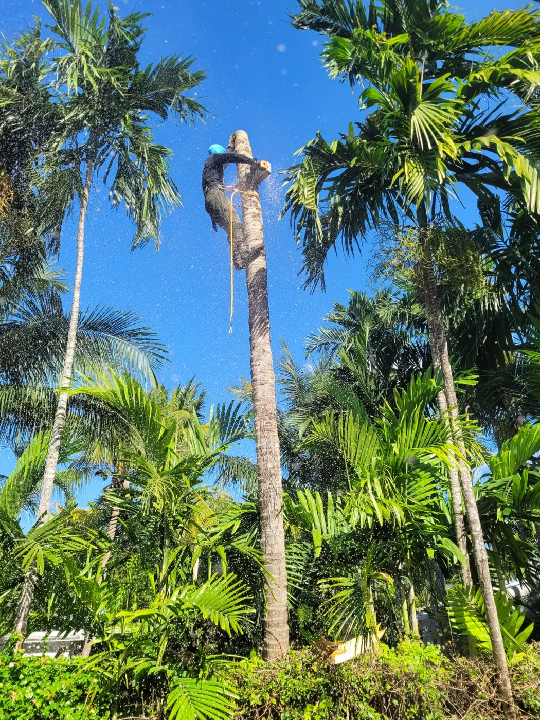 Martin's Tree Solution climber working a tall palm